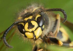 Bestrijden van wespen door Amersfoortse Ongediertebestrijding
