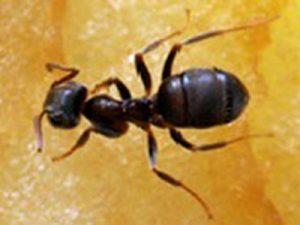 Amersfoorte Ongediertebestrijding voor het bestrijden van mieren