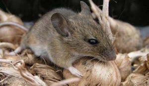 bestrijden van muizen door Amersfoortse Ongediertebestrijding